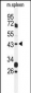 GPR157 Antibody (Center)